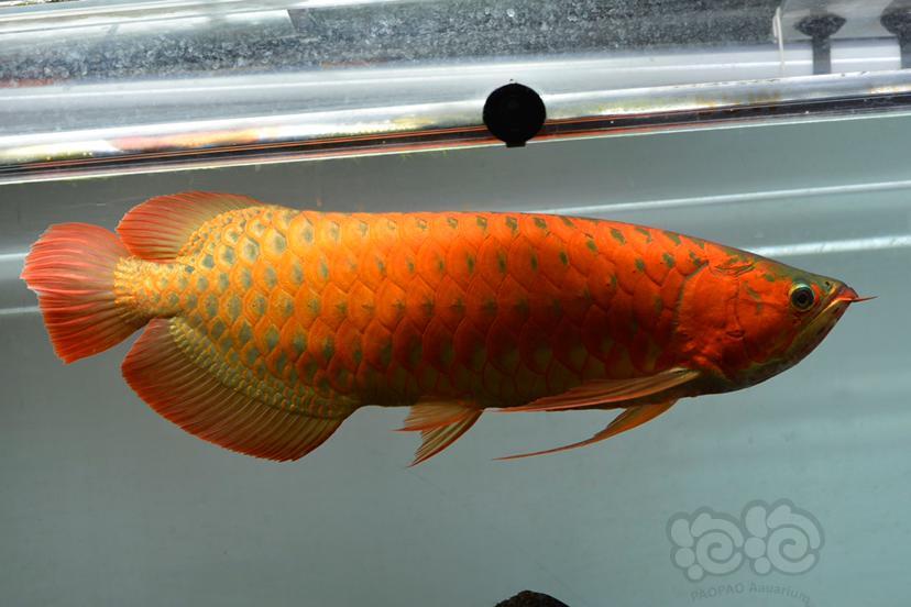 龙鱼比赛赤血一米龙