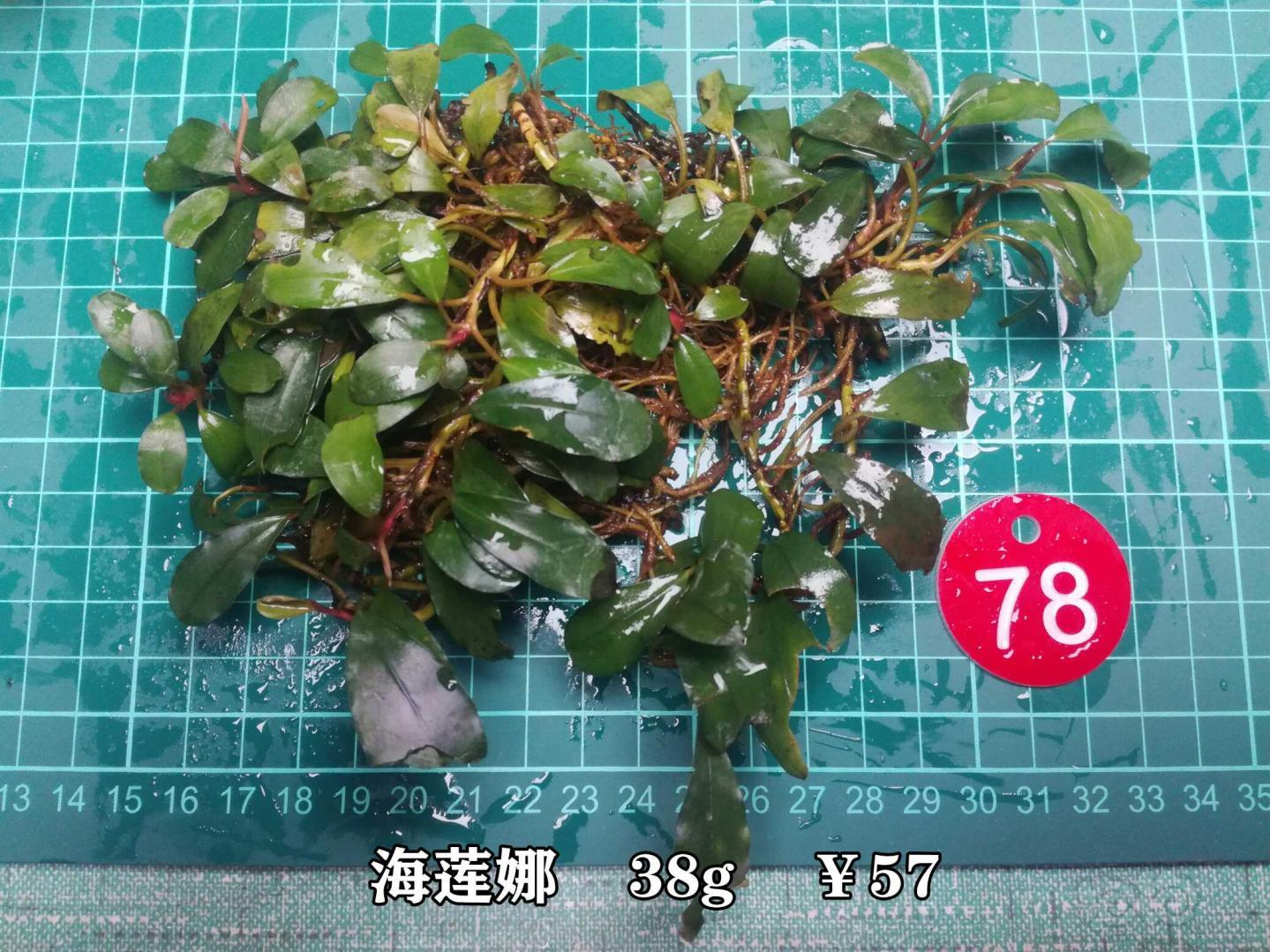 【辣椒榕】双十二特价促销，辣椒榕野猪特价1.50元-图7
