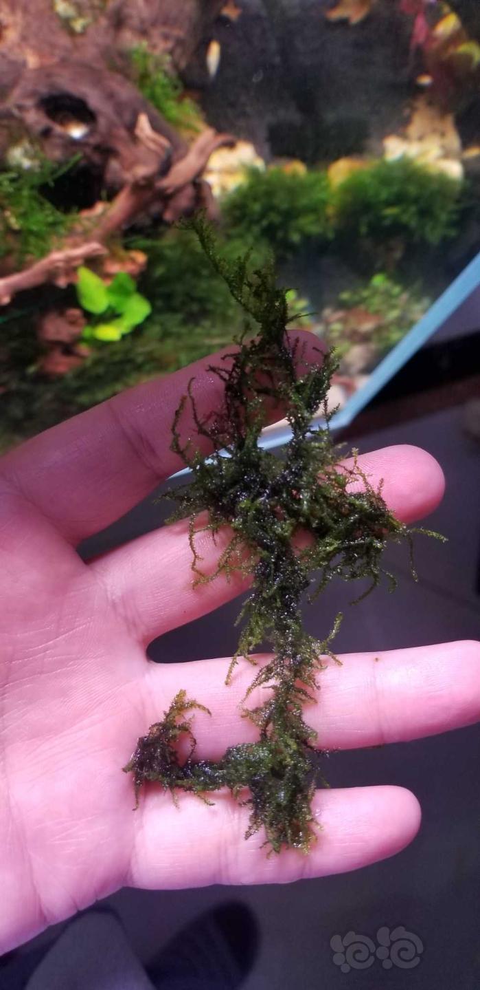 这是松茸莫斯吗怎么看着像垂泪