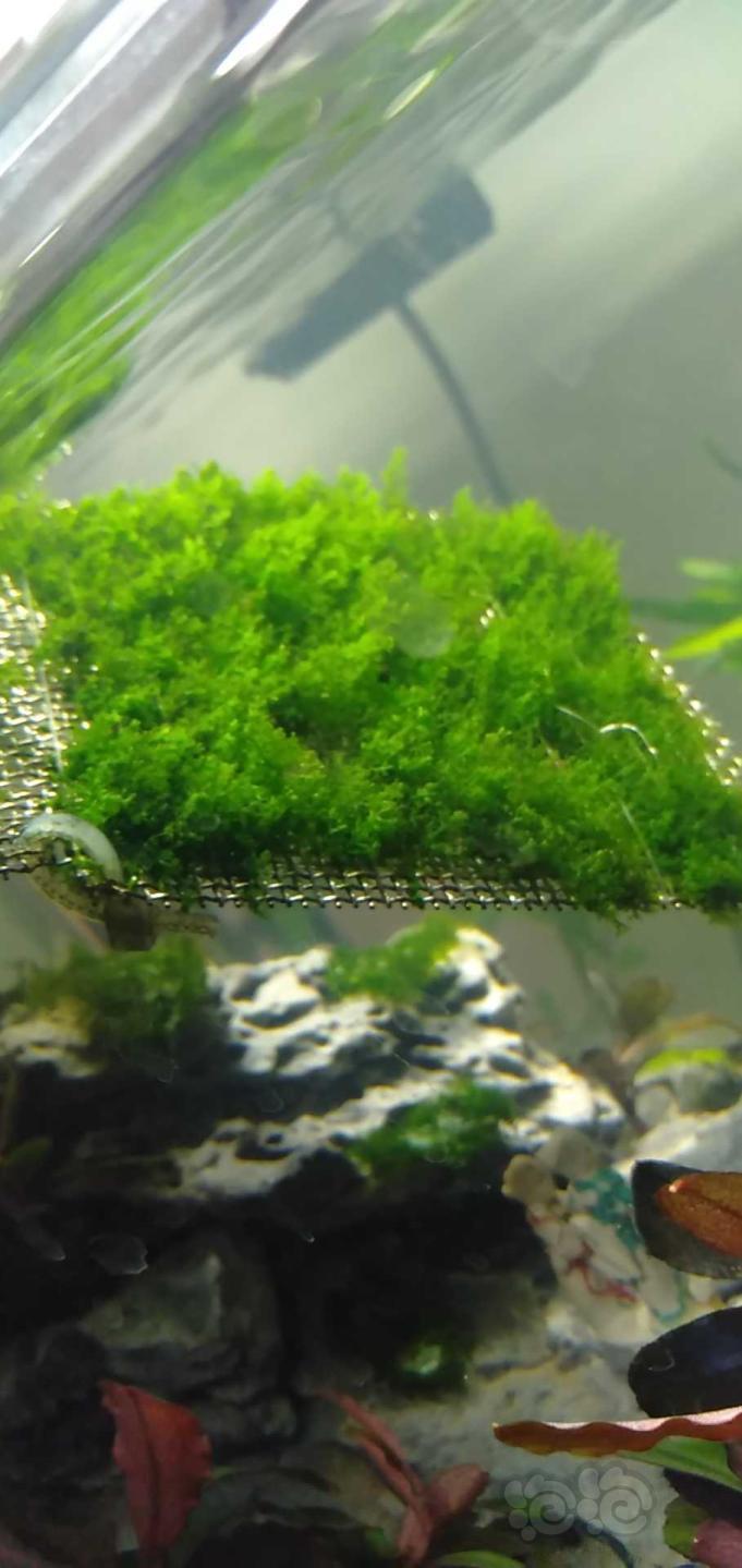 出迷你珊瑚莫斯