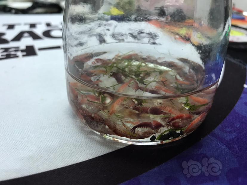 米虾长锚虫下了肠虫清大规模死虾，检测了一下水质-图2