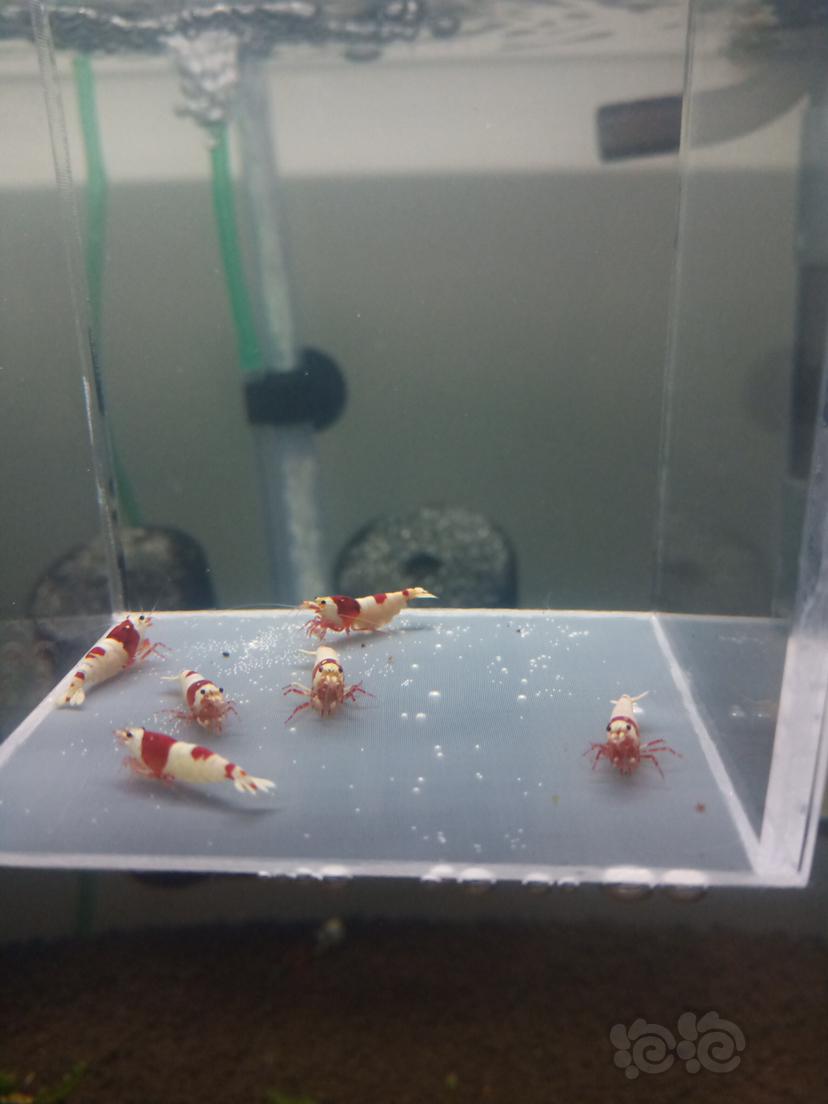 【虾】2019-12-9#RMB拍卖红白水晶虾一份6只（中标会多送一只1.2左右的）-图5