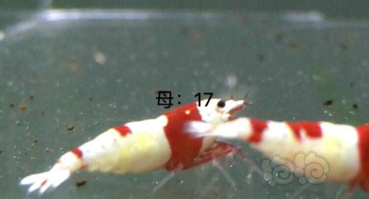 【虾】2019-12-15#RMB拍卖红白二公三母繁殖组-图1