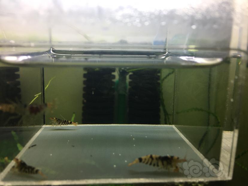 【虾】2019－12－08#RMB拍卖黑花虎2对-图1