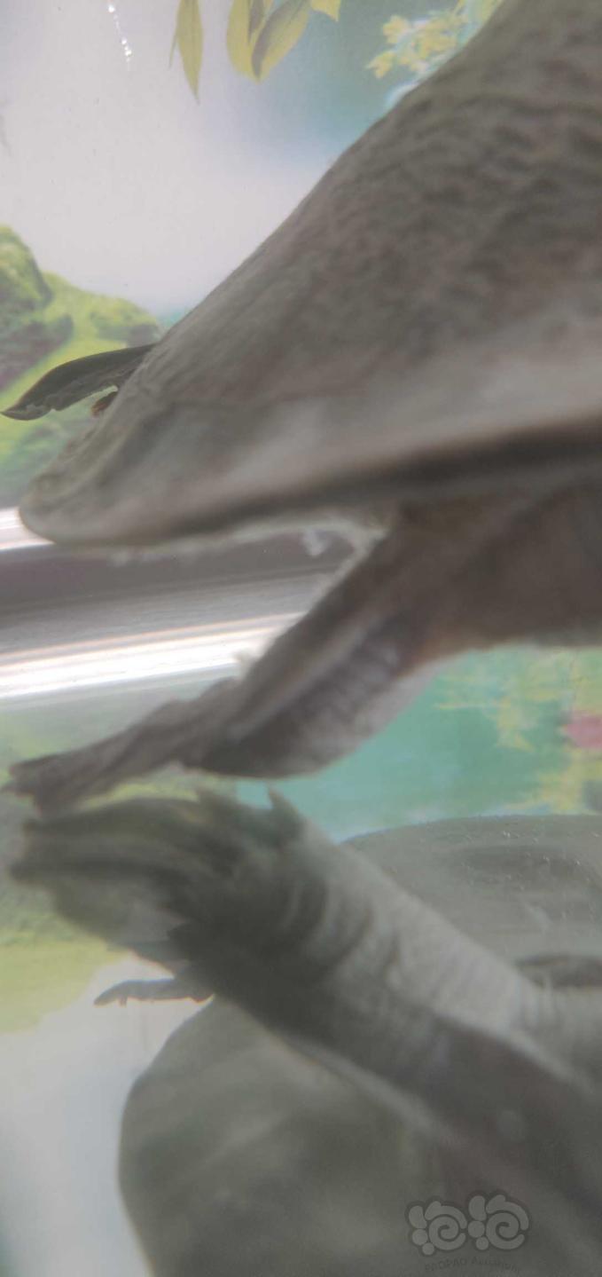 朋友送我一只猪鼻龟放到缸里身上长了一层白膜-图2