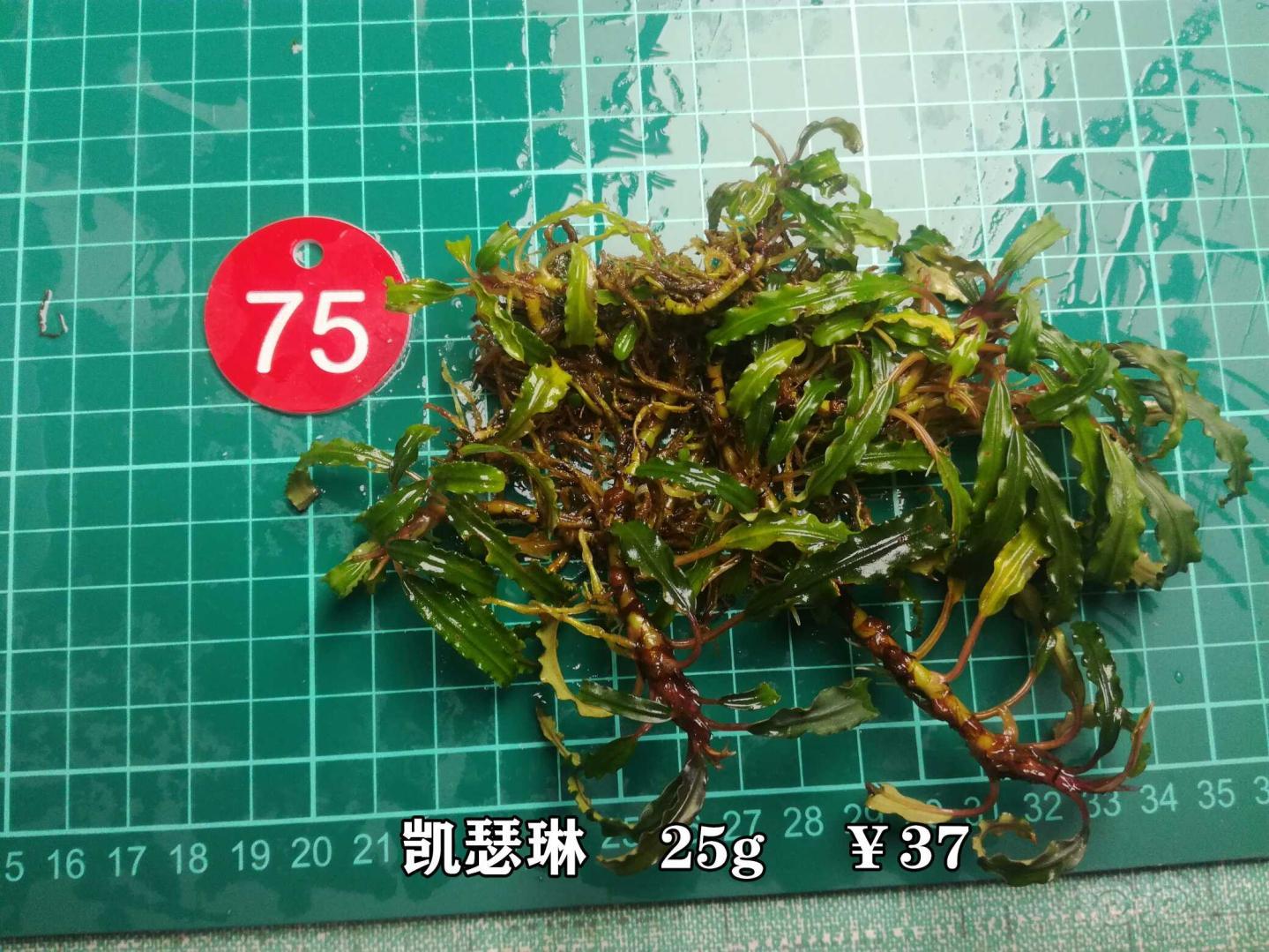 【辣椒榕】双十二特价促销，辣椒榕野猪特价1.50元-图3