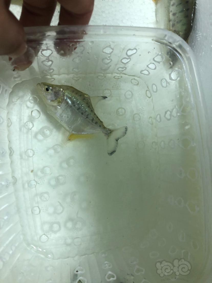 热带鱼秘鲁黑食苗南美加拉辛