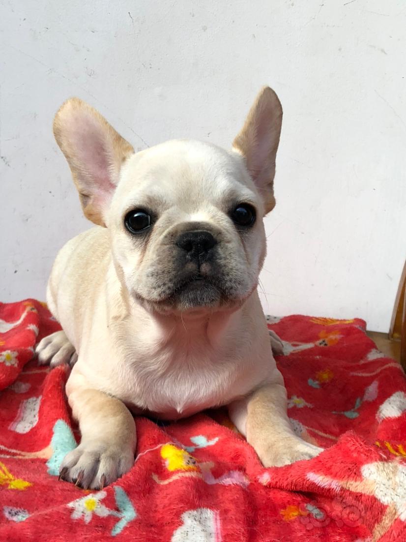 出售双血统小法斗