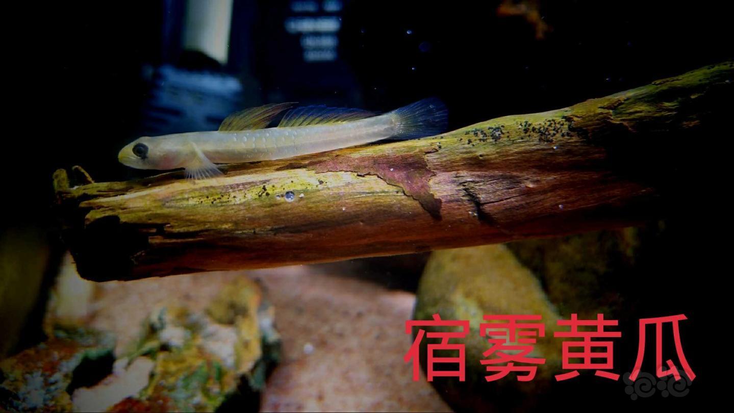 晒晒小虾虎鱼-图3