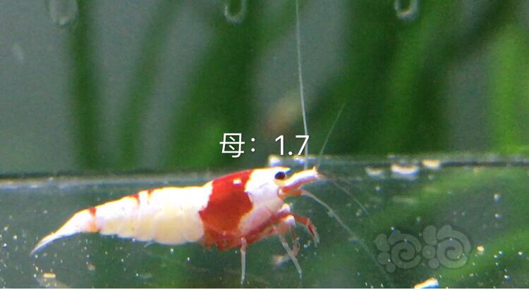 【虾】2019-12-01#RMB拍卖系统红白三公五母繁殖组-图4