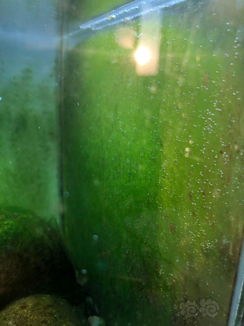 这些藻是在光合作用吗-图3