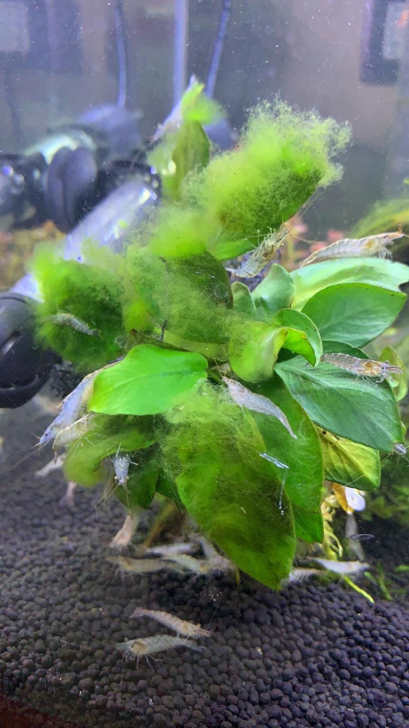 草缸总是长藻今天进800只黑壳虾