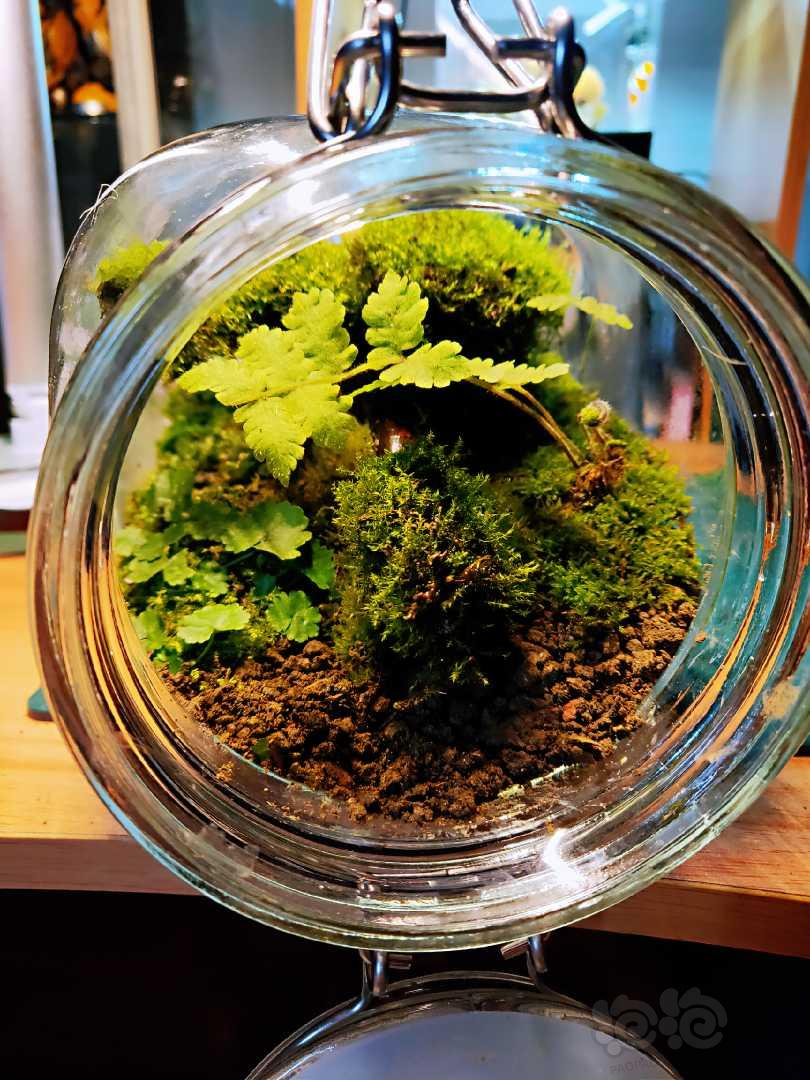 制作一个零成本苔藓生态瓶-图7