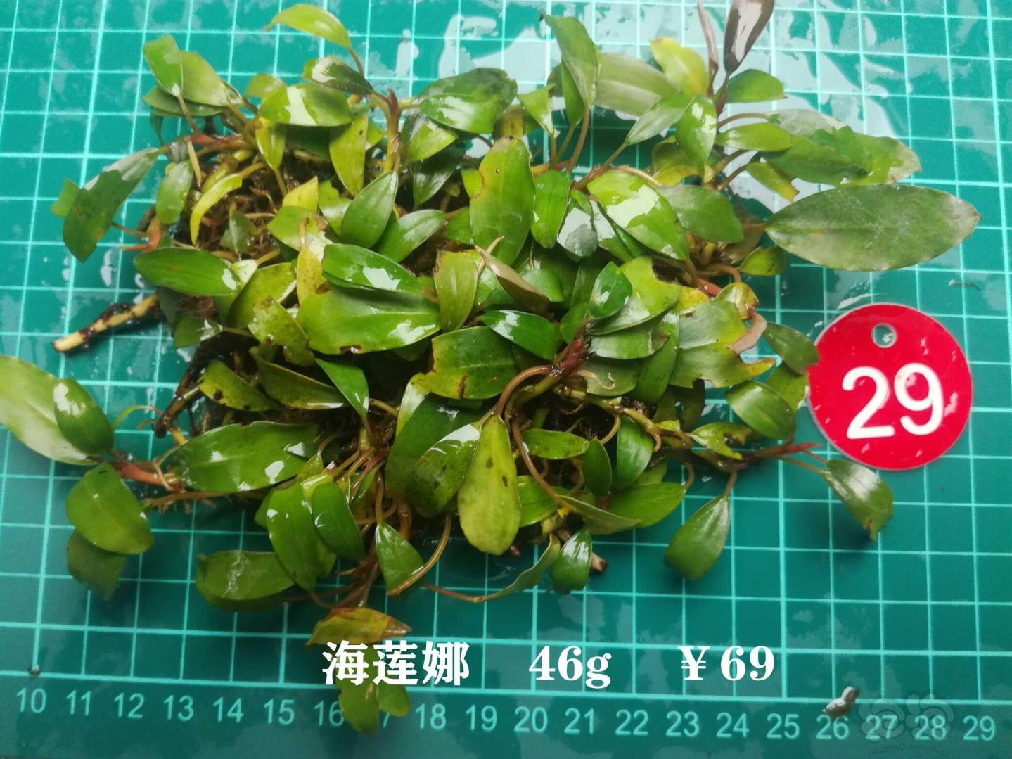 【辣椒榕】双十二特价促销，辣椒榕野猪特价1.50元-图2