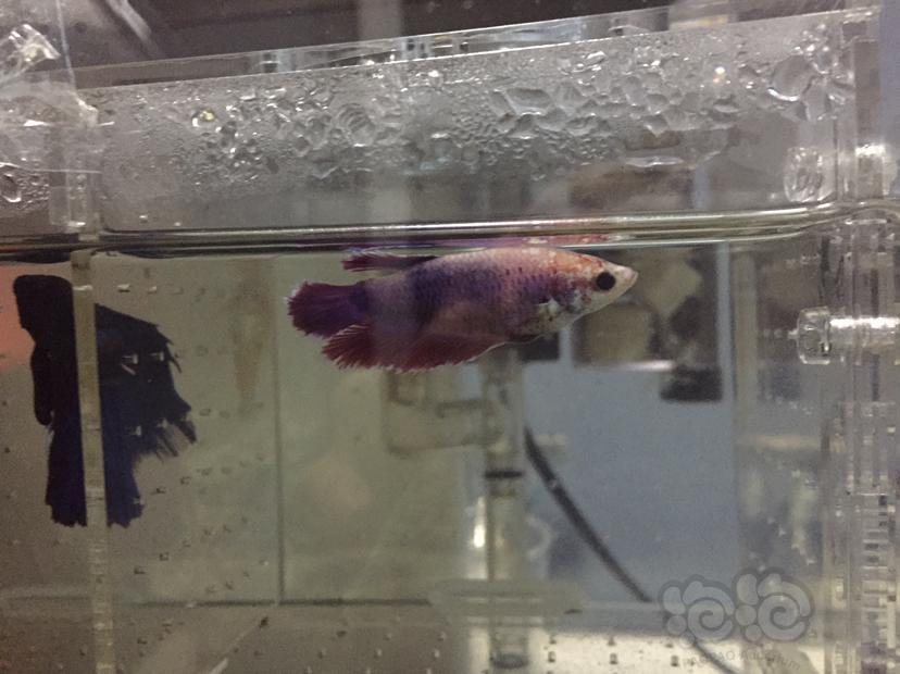 斗鱼 斗鱼尾巴鱼鳍收起来是怎么回事 泡泡水族