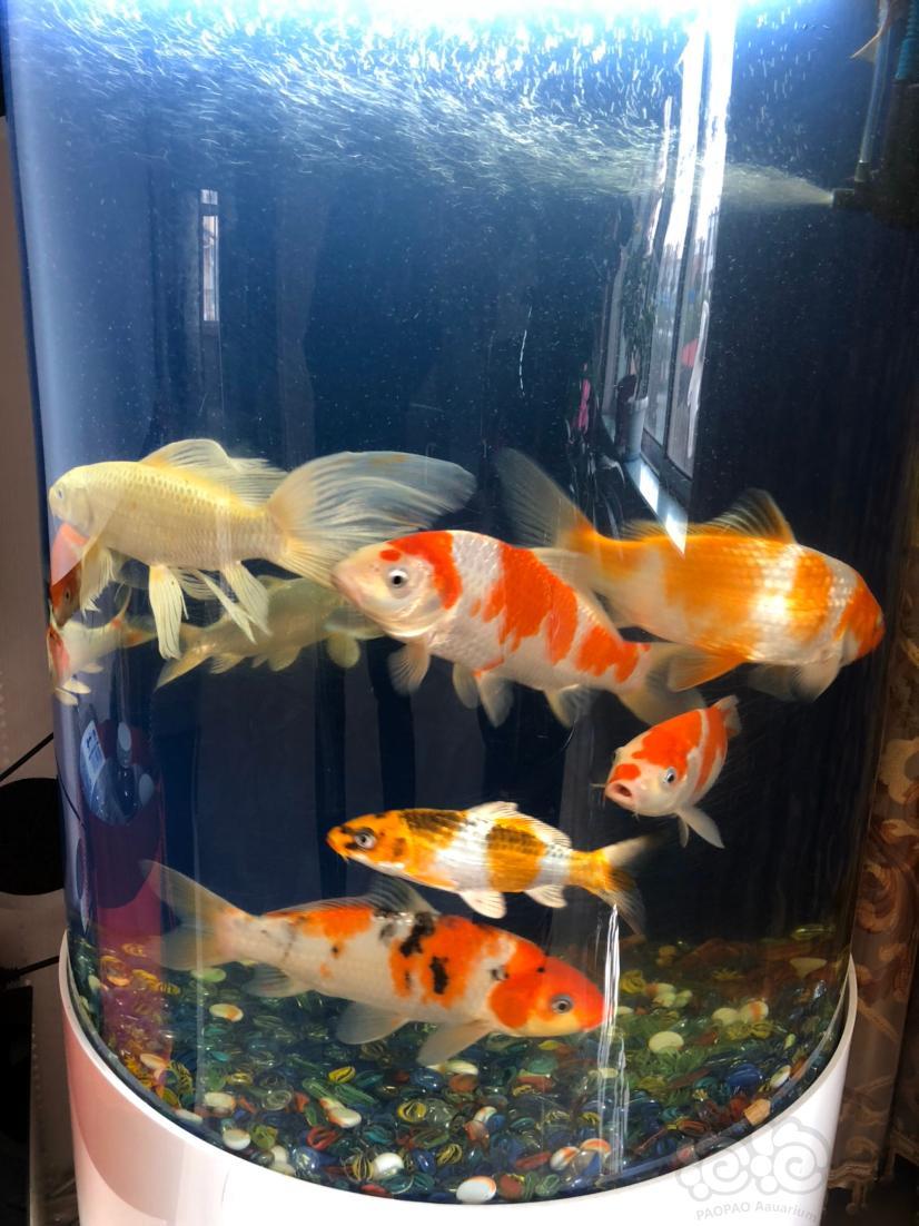 晒图这三缸锦鲤都存在一个共同的问题家小鱼多