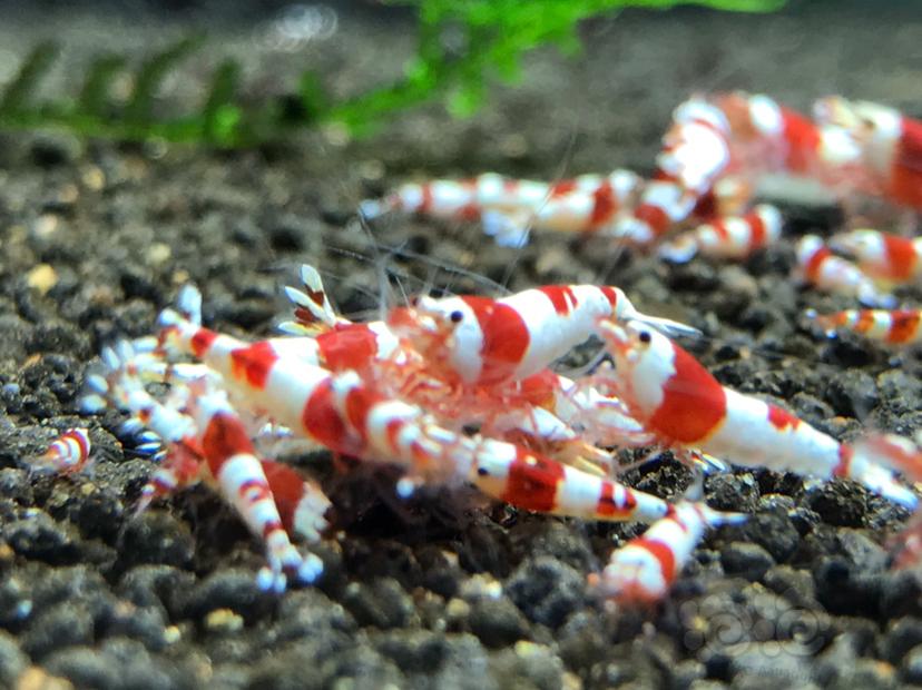 【虾】2019-12-16#RMB拍卖红白水晶虾10只-图1