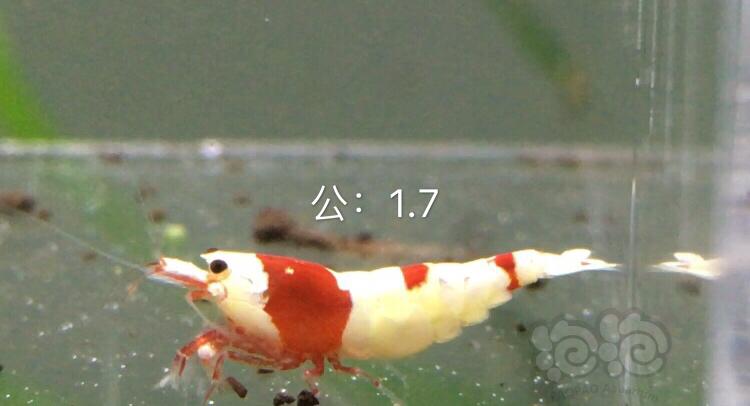 【虾】2019-12-15#RMB拍卖红白二公三母繁殖组-图3
