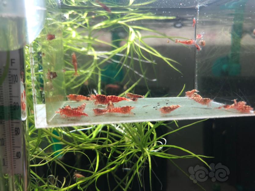 【虾】2019-12-2#RMB拍卖红银河苗子20只-图4