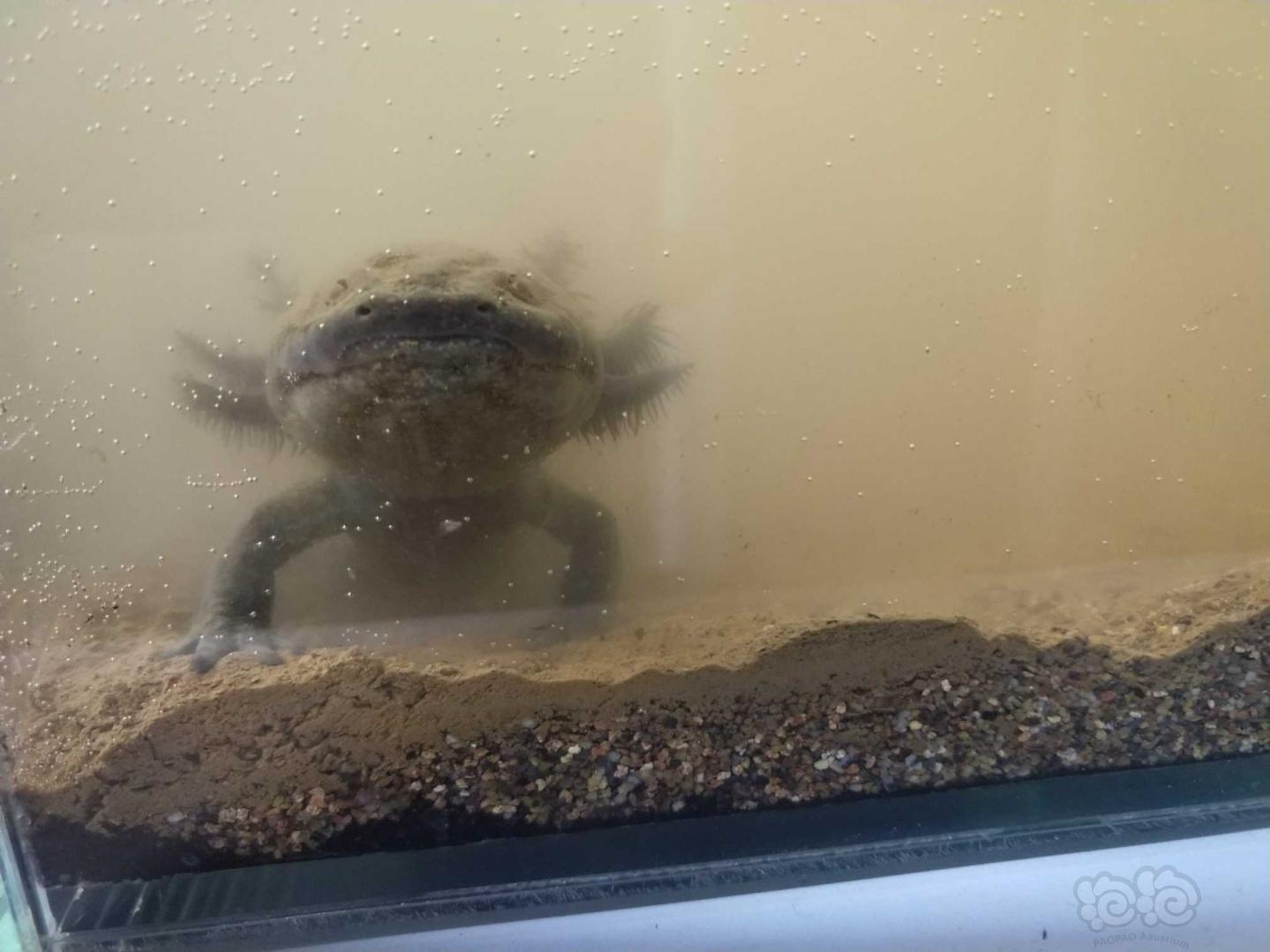 原色六角恐龙原生造景尝试