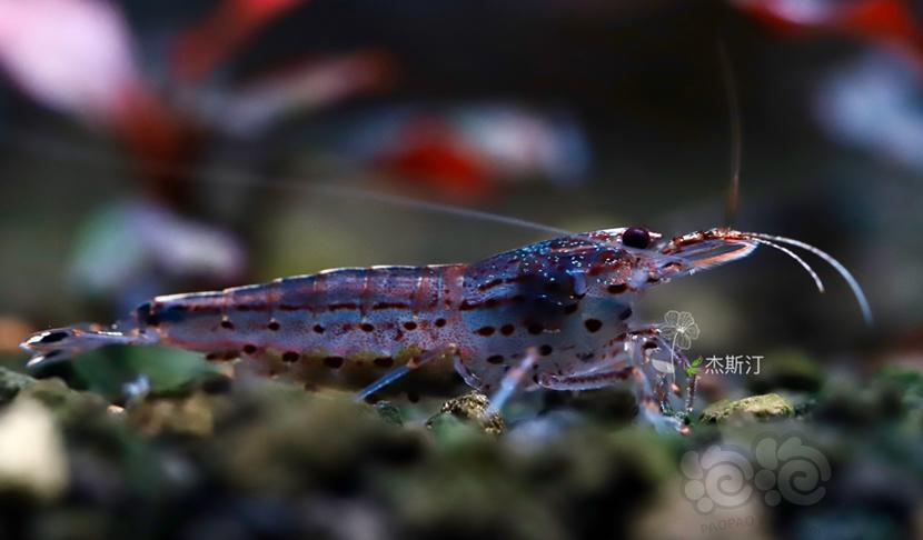 娜拉灯下的大河藻虾-图1