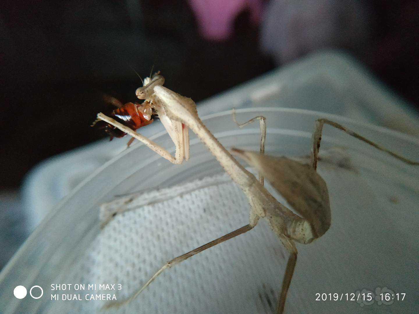 孔雀螳螂，看羽化以后-图4