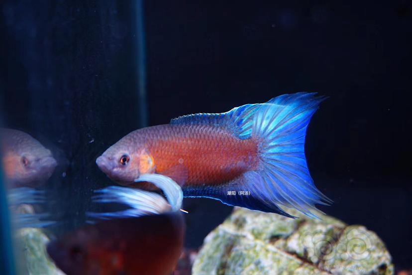 【斗鱼】叉尾斗鱼～澳火