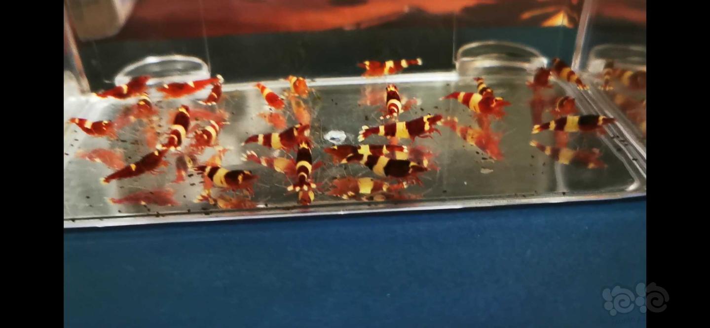 【虾】2019-12-13#RMB拍卖系统缸火山酒红水晶虾117只-图3