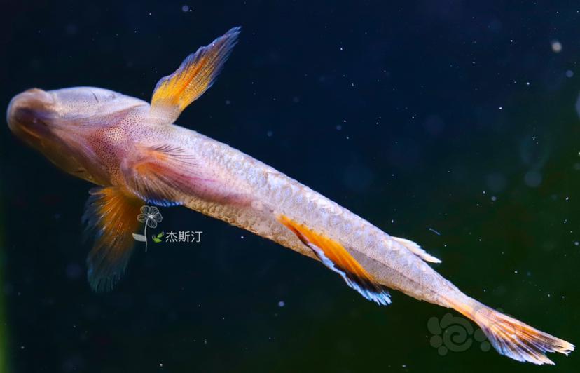 金边新红吻虾虎腹部-图1
