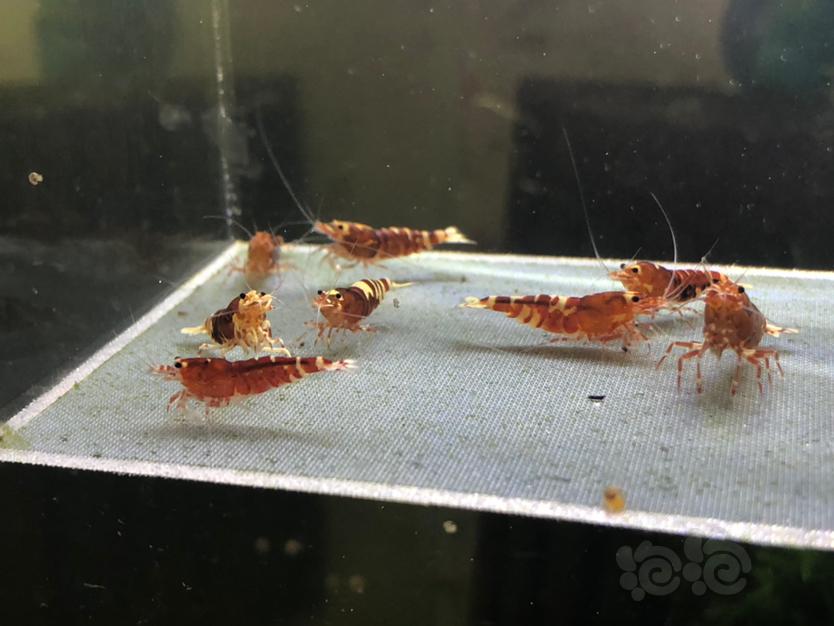 【虾】2019-12-16#RMB拍卖红虎p繁殖组3公6母-图4