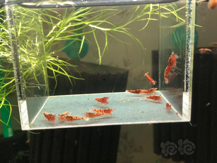 【虾】2019-12-13#RMB拍卖红银河苗子12只-图3