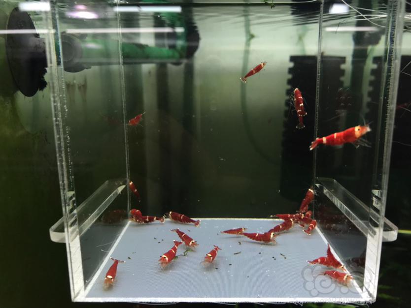 【虾】2019-12-3#RMB拍卖德系超级红锁型一份25只-图2
