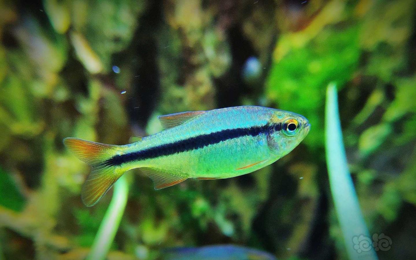 灯科鱼发现小鱼的美