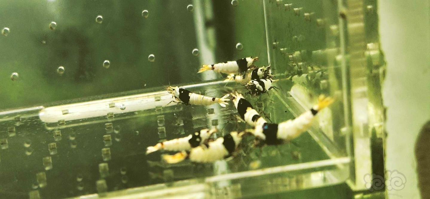 【虾】2019-12-06#RMB拍卖黑白系统纯血水晶虾繁殖组一份-图9