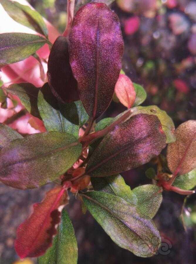 清理些老货辣椒榕