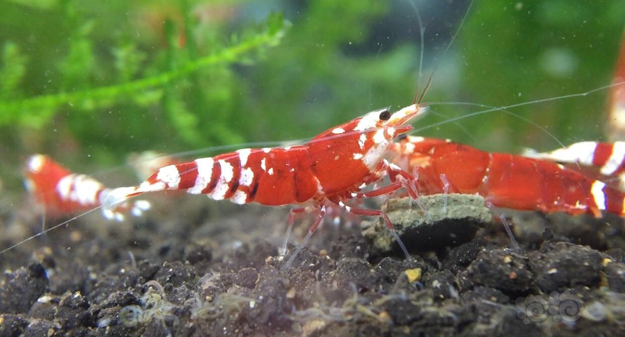 20191230rmb拍卖宝石红水晶虾一份