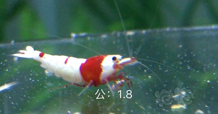 【虾】2019-12-01#RMB拍卖系统红白三公五母繁殖组-图5