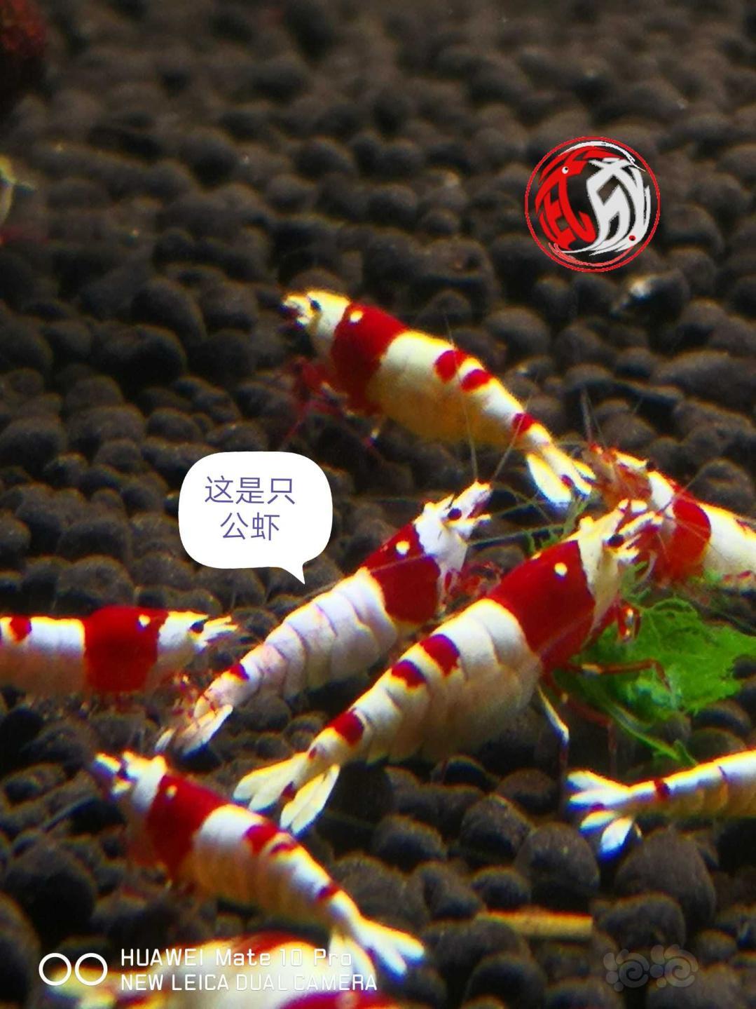 【出售】金眼全红50一只，纯血红白水晶虾
【金眼全红】金眼小虾50一只，大小0.8--1.-图8
