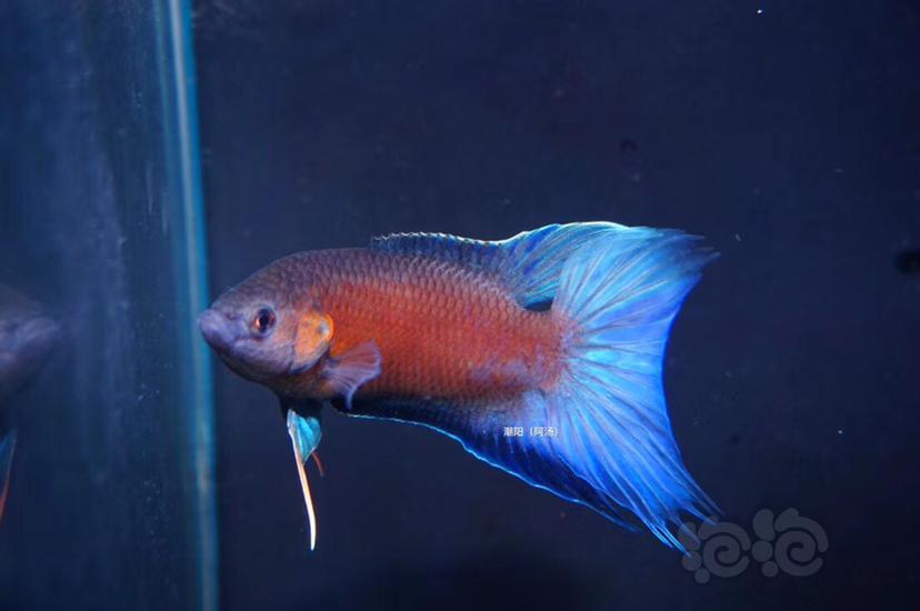 【斗鱼】叉尾斗鱼～澳火