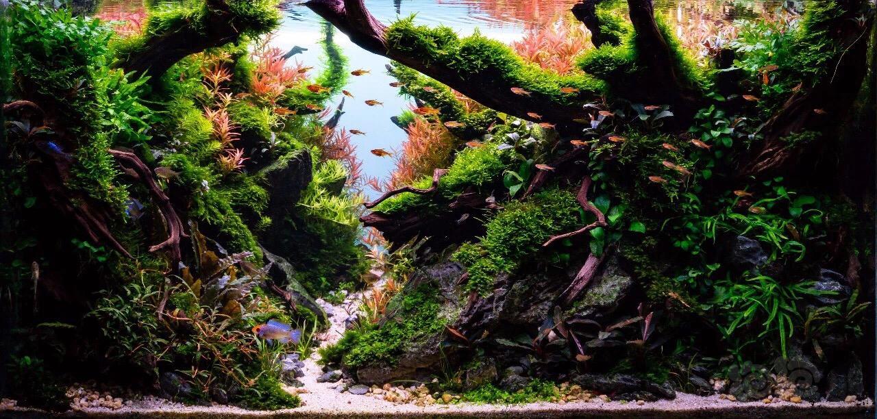 每月一帖美国造景作品上升