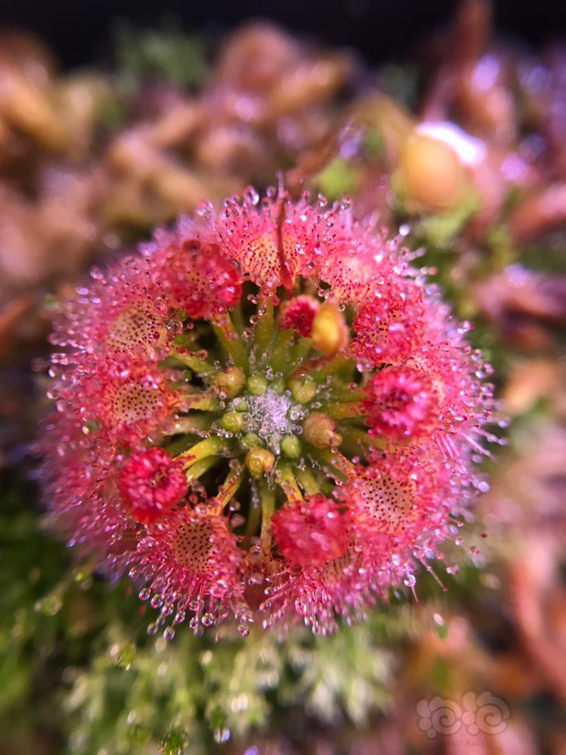 【食虫】美丽的茅膏菜