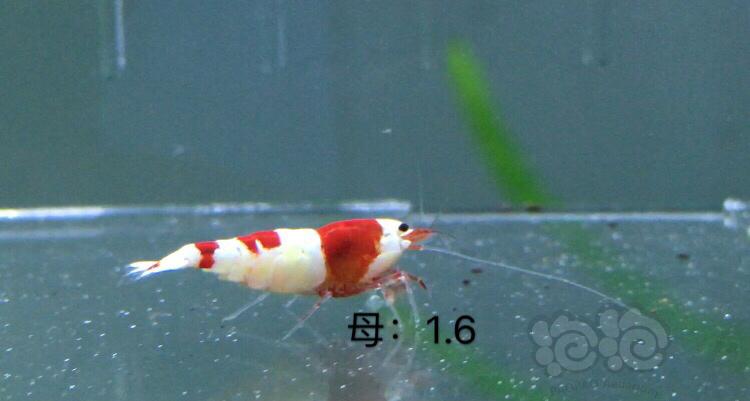 【虾】2019-12-15#RMB拍卖红白二公三母繁殖组-图5