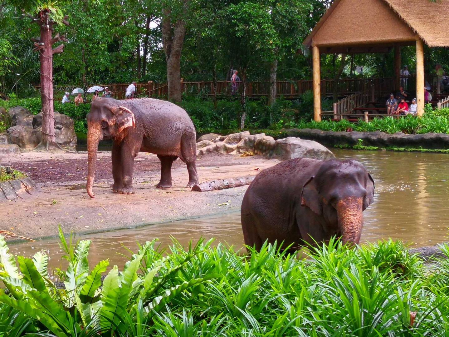 沁阳动物园大象图片