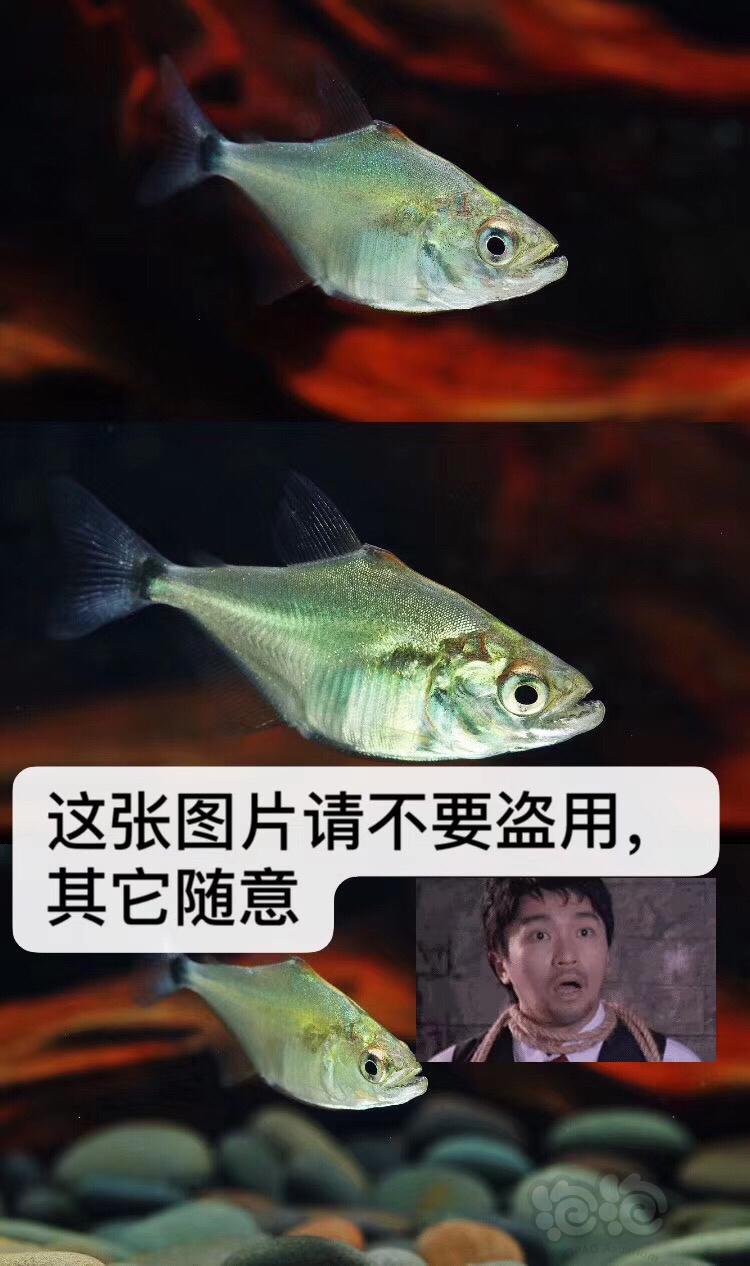 热带鱼秘鲁黑食苗南美加拉辛