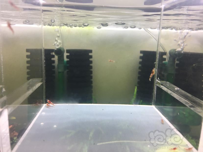 【虾】2019－12－02#RMB拍卖红花虎12只-图2
