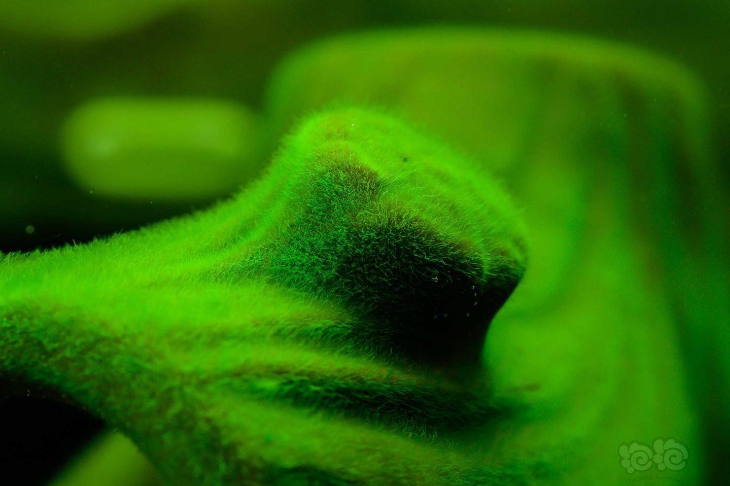 苏虾可以吃的短绒藻哈哈-图1