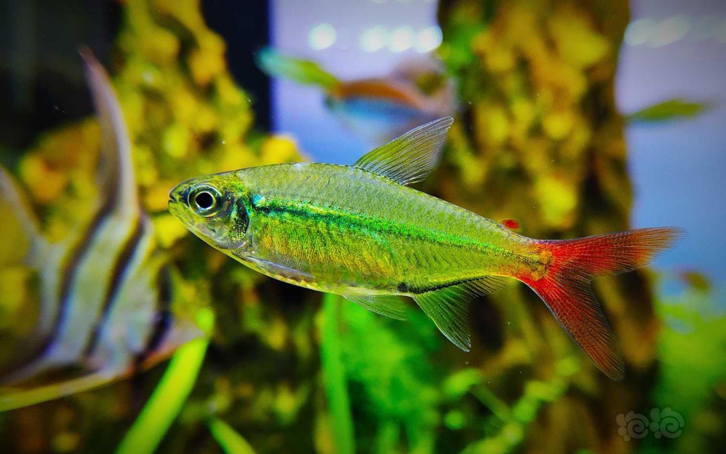 灯科鱼发现小鱼的美