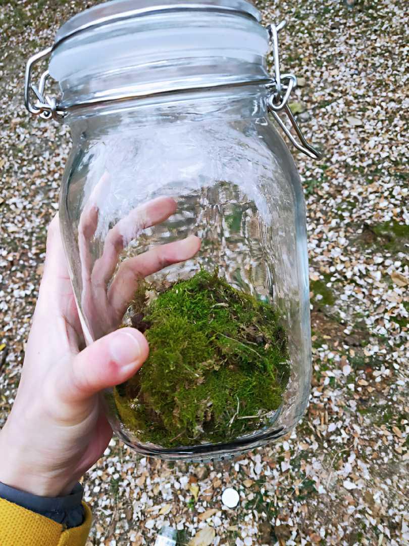 制作一个零成本苔藓生态瓶-图1
