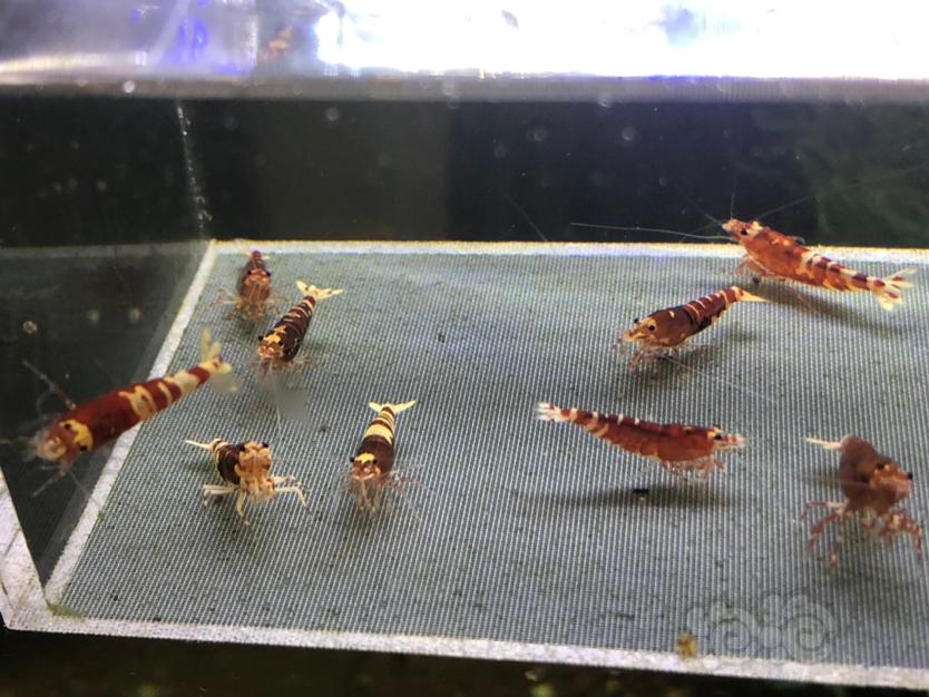 【虾】2019-12-16#RMB拍卖红虎p繁殖组3公6母-图6