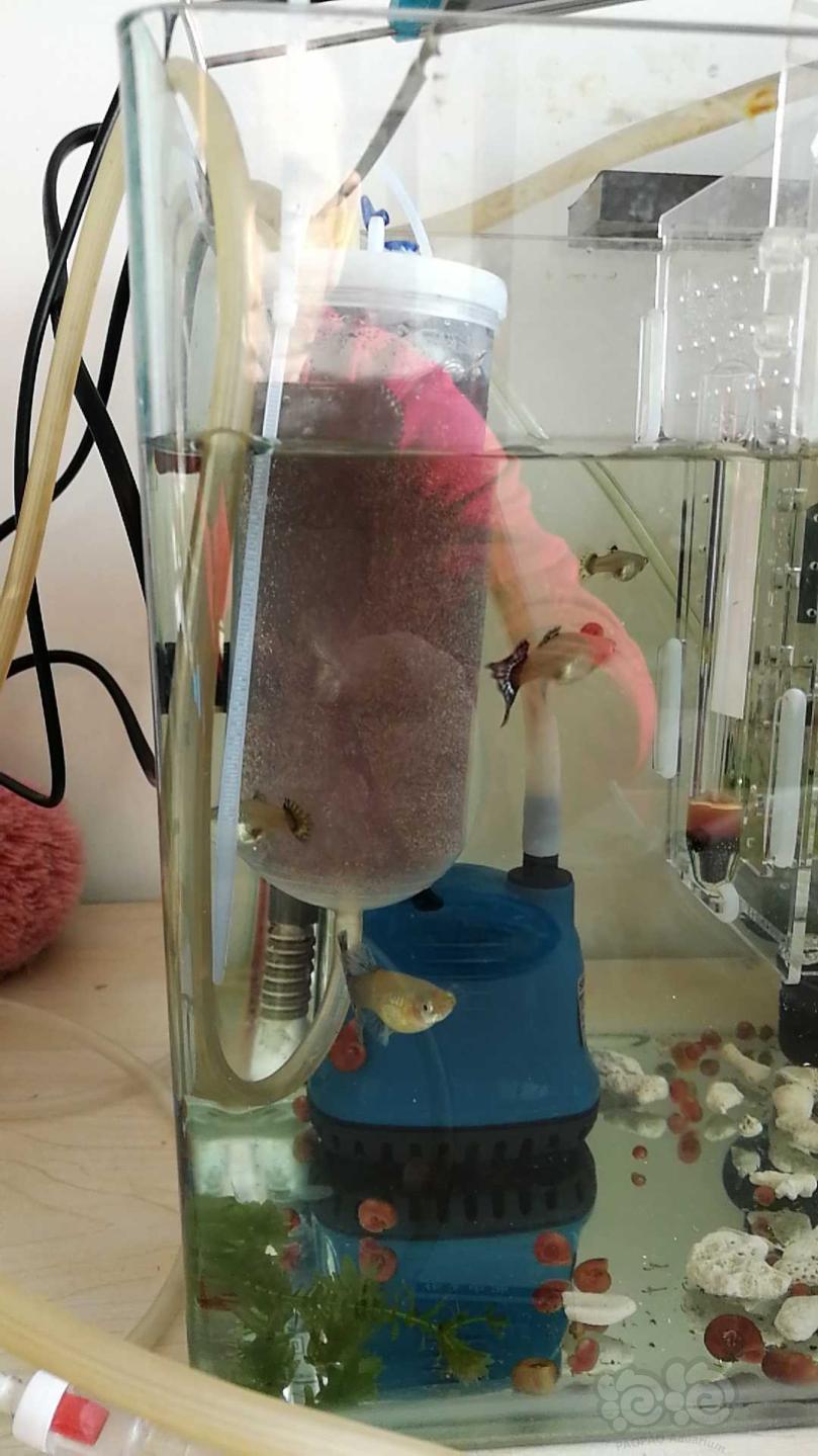 丰年虾孵化过程图图片